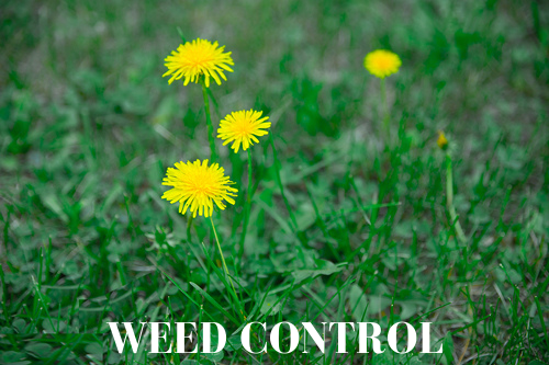 LEARN MORE Nature's Calling Weed Control