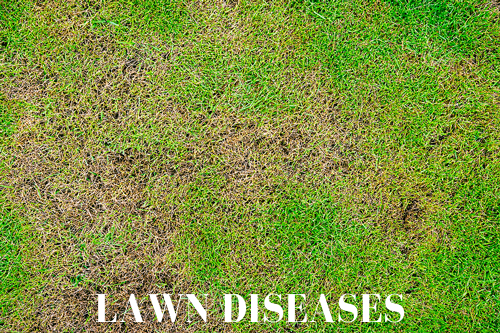 LEARN MORE lawn diseases